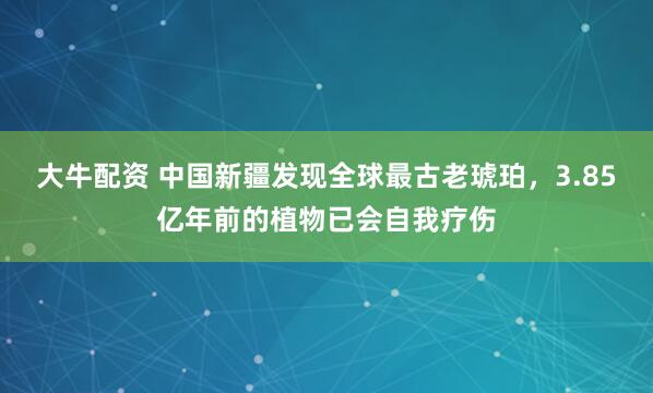 大牛配资 中国新疆发现全球最古老琥珀，3.85亿年前的植物已会自我疗伤